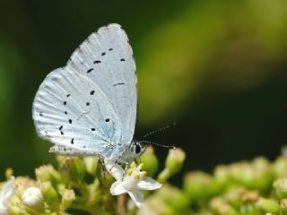 Kutsal Mavi (Celastrina argiolus)