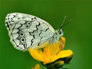 Anadolu Melikesi (Melanargia larissa)