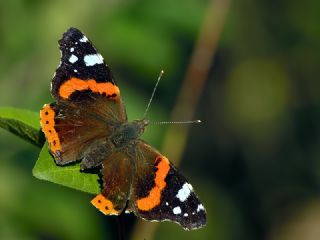 Atalanta (Vanessa atalanta)