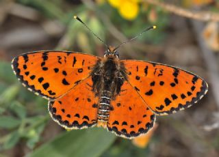 Benekli �parhan&nbsp;(Melitaea&nbsp;didyma)