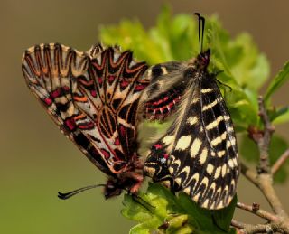 Gney Fistosu (Zerynthia polyxena)