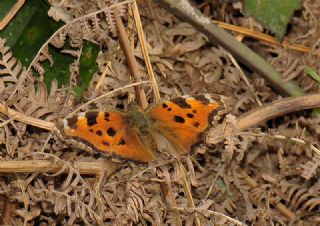 Sar Ayakl Nimfalis (Aglais xanthomelas)