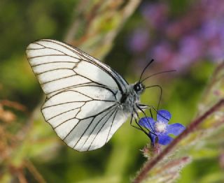 Al Beyaz (Aporia crataegi)