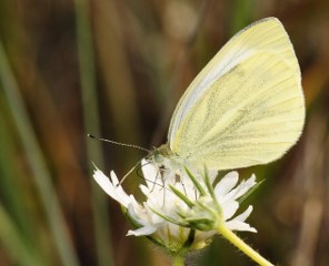 Yalanc Beyazmelek (Pieris pseudorapae)