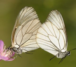 Al Beyaz (Aporia crataegi)