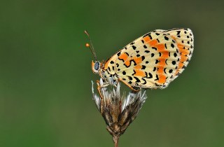 Benekli �parhan&nbsp;(Melitaea&nbsp;didyma)