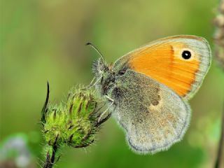 Kk Zpzp Perisi (Coenonympha pamphilus)