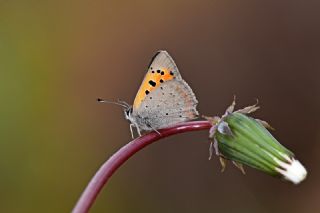 Benekli Bakr Gzeli (Lycaena phlaeas)