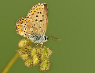 �okg�zl� Balkan Mavisi&nbsp;(Aricia&nbsp;anteros )