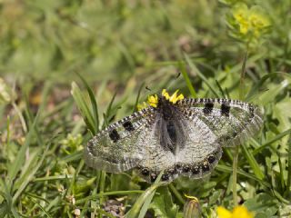 Yalanc Apollo (Archon apollinus)