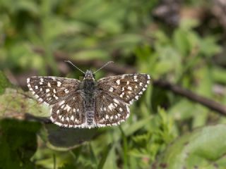 Ege Zpzp (Pyrgus melotis)