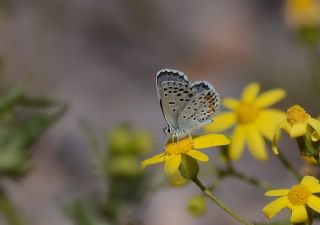 Himalaya Mavisi (Pseudophilotes vicrama)