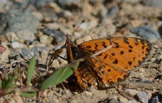 Gzel parhan (Melitaea trivia)