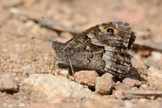 Anadolu Kzlmelei (Hipparchia pellucida)