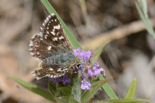 Kzl Zpzp (Spialia orbifer)