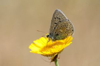 okgzl Yalanc illi Mavi (Polyommatus corydonius)