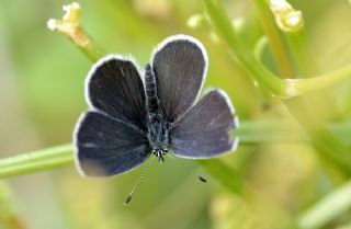 Minik Kupid (Cupido minimus)