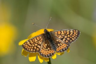 Nazuum (Euphydryas aurinia)