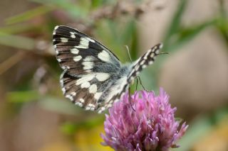 Orman Melikesi (Melanargia galathea)