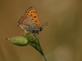 Osmanl Atei (Lycaena ottomanus)