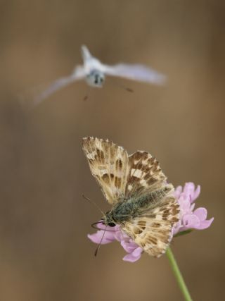 Mermer Zpzp (Carcharodus lavatherae)