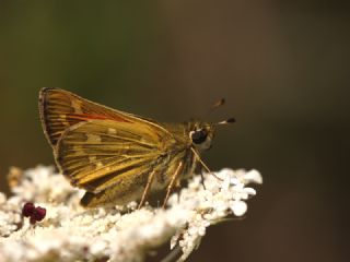 Gm Benekli Zpzp (Hesperia comma)