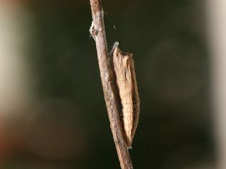 Gney Fistosu (Zerynthia polyxena)