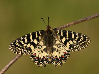 Gney Fistosu (Zerynthia polyxena)