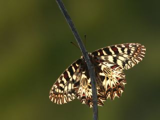 Gney Fistosu (Zerynthia polyxena)