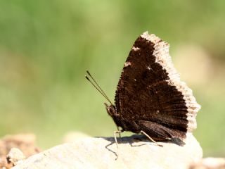 Sar Bandl Kadife (Inachis antiopa)