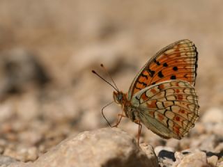 Niyobe (Fabriciana niobe)