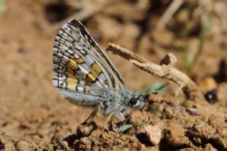 Sar Bandl Zpzp (Pyrgus sidae)