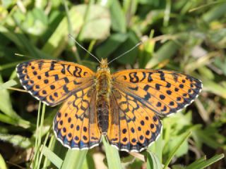 ift Noktal Brentis (Brenthis hecate)