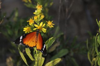 Sultan (Danaus chrysippus)