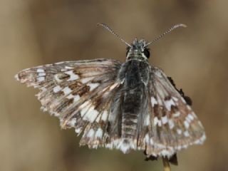 Gzel Zpzp (Pyrgus cinarae)