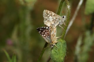 Ege Zpzp (Pyrgus melotis)