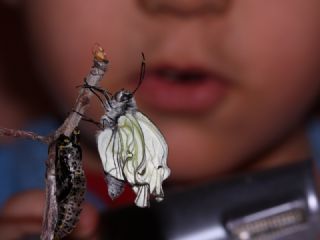 Yalancı Beyazmelek (Pieris pseudorapae)