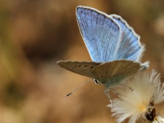 Anadolu Güzel Mavisi, Taskent Blue (Polyommatus guezelmavi)