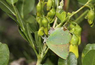 Byk Zmrt (Callophrys herculeana)