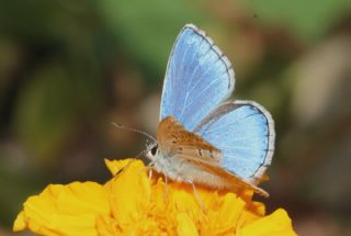 okgzl Gk Mavisi (Polyommatus bellargus)