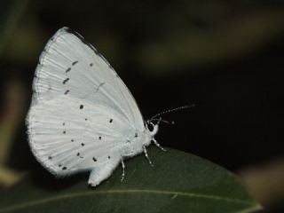 Kutsal Mavi (Celastrina argiolus)