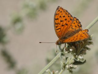 Niyobe (Fabriciana niobe)