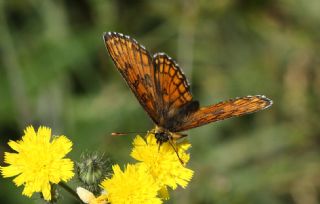 Amannisa (Melitaea athalia)