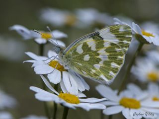 Yeni Beneklimelek (Pontia edusa)