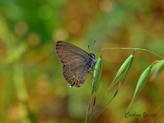 Byk Sevbeni (Satyrium ilicis)