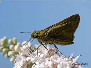 Beyaz illi Kara Zpzp (Pelopidas  thrax)