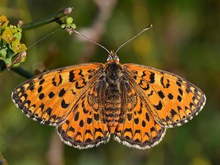 Gzel parhan (Melitaea trivia)