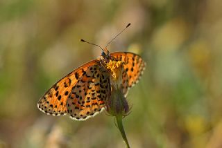 Gzel parhan (Melitaea trivia)