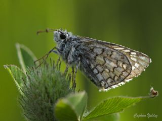 Sar Bandl Zpzp (Pyrgus sidae)