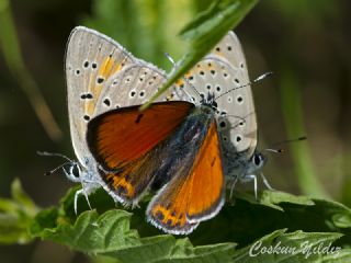 Ate Bakr Gzeli (Lycaena candens)